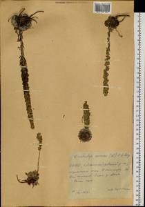 Orostachys spinosa (L.) Mey. ex A. Berger, Siberia, Yakutia (S5) (Russia)