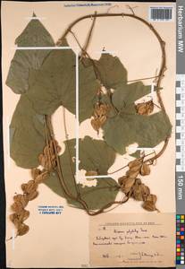 Dioscorea nipponica Makino, Siberia, Russian Far East (S6) (Russia)