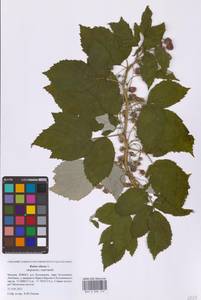 Rubus idaeus L., Eastern Europe, Moscow region (E4a) (Russia)
