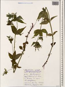 Asperula taurina L., Caucasus, Stavropol Krai, Karachay-Cherkessia & Kabardino-Balkaria (K1b) (Russia)