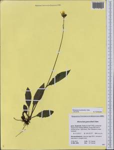 Hieracium korshinskyi Zahn, Siberia, Baikal & Transbaikal region (S4) (Russia)