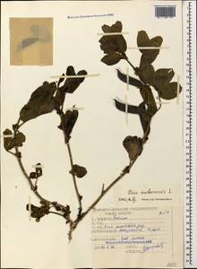 Vicia narbonensis L., Caucasus, Black Sea Shore (from Novorossiysk to Adler) (K3) (Russia)