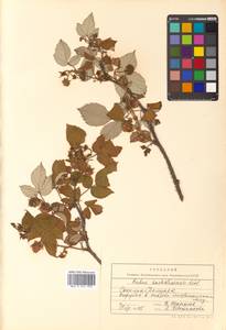 Rubus idaeus subsp. melanolasius Focke, Siberia, Russian Far East (S6) (Russia)