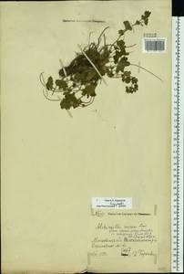 Alchemilla micans Buser, Eastern Europe, Moscow region (E4a) (Russia)