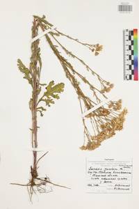 Jacobaea vulgaris subsp. vulgaris, Eastern Europe, Central region (E4) (Russia)