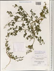 Chenopodium karoi (Murr) Aellen, Mongolia (MONG) (Mongolia)