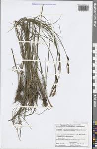Carex × descendens Kük., Siberia, Central Siberia (S3) (Russia)
