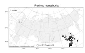 Fraxinus mandshurica Rupr., Atlas of the Russian Flora (FLORUS) (Russia)