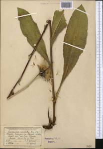 Saussurea sordida Kar. & Kir., Middle Asia, Northern & Central Tian Shan (M4) (Kyrgyzstan)