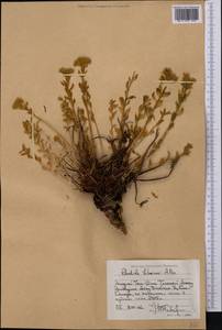 Rhodiola litwinovii A. Boriss., Middle Asia, Western Tian Shan & Karatau (M3) (Kazakhstan)