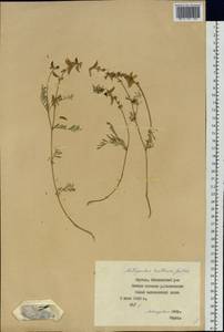 Astragalus vallicola Gontsch., Siberia, Yakutia (S5) (Russia)