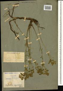 Euphorbia seguieriana Neck., Caucasus, Armenia (K5) (Armenia)