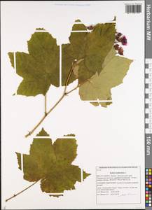 Rubus odoratus L., Eastern Europe, Latvia (E2b) (Latvia)