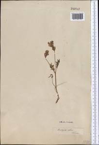 Onobrychis arenaria subsp. sibirica (Besser)P.W.Ball, Middle Asia, Caspian Ustyurt & Northern Aralia (M8) (Kazakhstan)