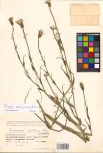 Tragopogon dasyrhynchus Artemczuk, Eastern Europe, Lower Volga region (E9) (Russia)