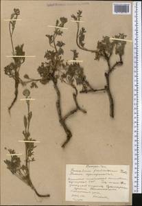 Ajania fruticulosa (Ledeb.) Poljakov, Middle Asia, Western Tian Shan & Karatau (M3) (Kyrgyzstan)