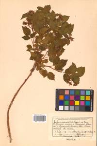 Rubus idaeus subsp. melanolasius Focke, Siberia, Russian Far East (S6) (Russia)