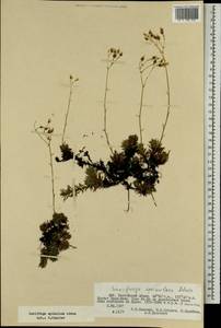 Saxifraga bronchialis subsp. bronchialis, Mongolia (MONG) (Mongolia)