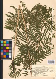 Athyrium filix-femina (L.) Roth, Eastern Europe, Moscow region (E4a) (Russia)