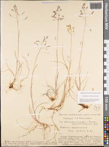 Poa arctica R.Br., Siberia, Yakutia (S5) (Russia)