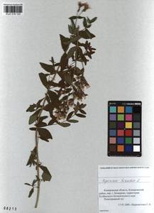 KUZ 018 123, Hypericum hirsutum L., Siberia, Altai & Sayany Mountains (S2) (Russia)