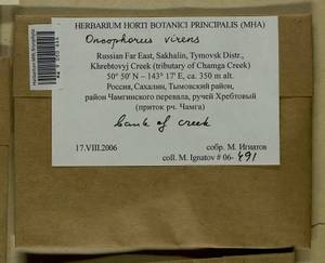 Oncophorus virens (Hedw.) Brid., Bryophytes, Bryophytes - Russian Far East (excl. Chukotka & Kamchatka) (B20) (Russia)