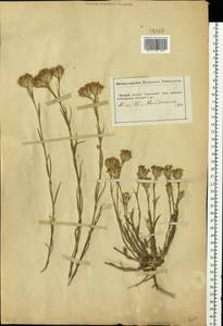 Dianthus pseudarmeria M. Bieb., Eastern Europe, South Ukrainian region (E12) (Ukraine)