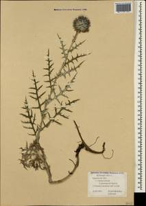 Echinops ritro subsp. ruthenicus (M. Bieb.) Nyman, Crimea (KRYM) (Russia)