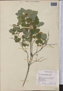 Symphoricarpos albus (L.) C. Koch, America (AMER) (Canada)