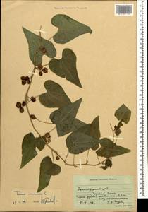 Dioscorea communis (L.) Caddick & Wilkin, Caucasus, Krasnodar Krai & Adygea (K1a) (Russia)