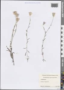 Xeranthemum squarrosum Boiss., Caucasus, Azerbaijan (K6) (Azerbaijan)