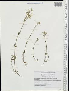 Cerastium holosteoides Fries emend. Hyl., Eastern Europe, North-Western region (E2) (Russia)