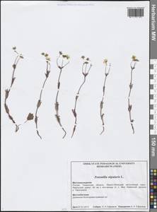 Potentilla stipularis L., Siberia, Western Siberia (S1) (Russia)