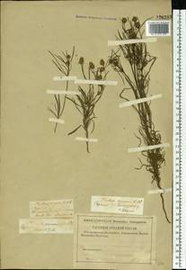 Plantago arenaria Waldst. & Kit., Eastern Europe, Lower Volga region (E9) (Russia)