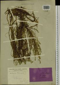 Artemisia dracunculus L., Siberia, Baikal & Transbaikal region (S4) (Russia)
