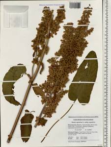 Rumex aquaticus L., Eastern Europe, Northern region (E1) (Russia)