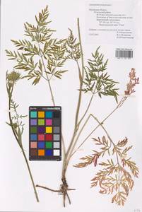 Silphiodaucus prutenicus subsp. prutenicus, Eastern Europe, Central region (E4) (Russia)