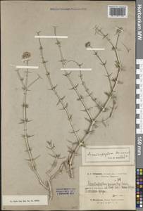 Acanthophyllum borsczowii Litv., Middle Asia, Syr-Darian deserts & Kyzylkum (M7) (Kazakhstan)