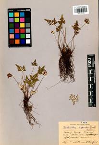 Aleuritopteris argentea (S. G. Gmel.) Fée, Siberia, Baikal & Transbaikal region (S4) (Russia)