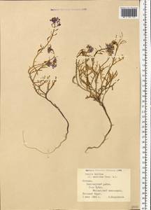 Cakile maritima subsp. baltica (Jord. ex Rouy & Foucaud) Hyl. ex P.W. Ball, Eastern Europe, Estonia (E2c) (Estonia)