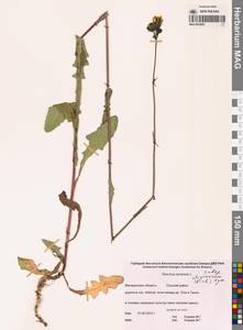 Sonchus arvensis subsp. uliginosus (M.Bieb.) Nyman, Siberia, Chukotka & Kamchatka (S7) (Russia)