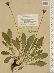 Leontodon hispidus L., Caucasus, North Ossetia, Ingushetia & Chechnya (K1c) (Russia)