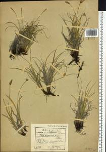 Carex argunensis Turcz. ex Trevir., Siberia, Baikal & Transbaikal region (S4) (Russia)