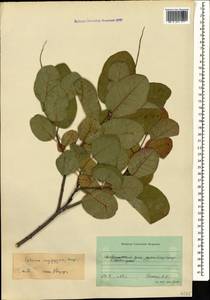Cotinus coggygria Scop., Caucasus, Stavropol Krai, Karachay-Cherkessia & Kabardino-Balkaria (K1b) (Russia)