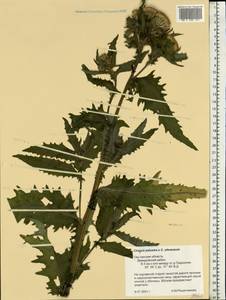 Cirsium ×hybridum W. D. J. Koch ex DC., Eastern Europe, Western region (E3) (Russia)