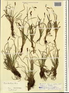Carex umbrosa subsp. huetiana (Boiss.) Soó, Caucasus, North Ossetia, Ingushetia & Chechnya (K1c) (Russia)