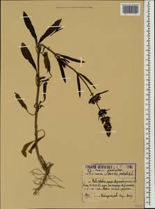 Stachys palustris L., Caucasus, Krasnodar Krai & Adygea (K1a) (Russia)