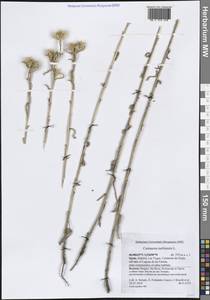 Centaurea melitensis L., Western Europe (EUR) (Spain)