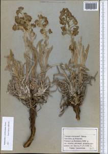 Solenanthus stamineus (Desf.) Wettst., Middle Asia, Pamir & Pamiro-Alai (M2) (Tajikistan)