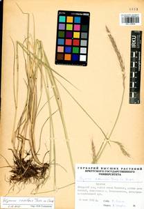 Elymus dahuricus Griseb., Siberia, Baikal & Transbaikal region (S4) (Russia)